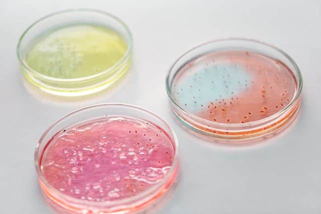 enfermedades por bacterias