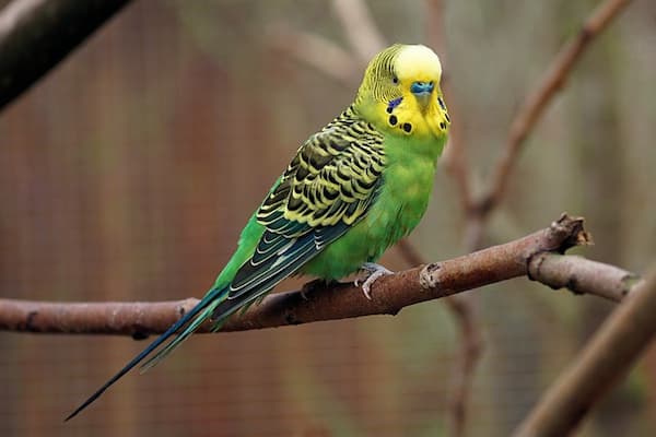 Enfermedades que transmiten los pericos australianos a los humanos