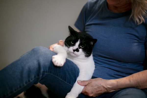 enfermedades que transmiten los gatos a los humanos