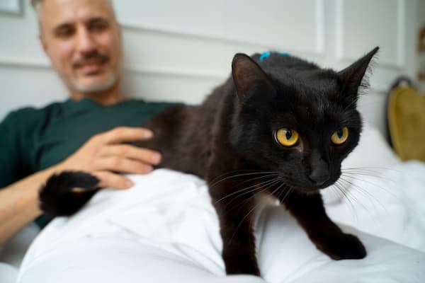 enfermedades que transmiten los gatos a los humanos