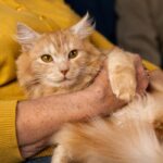 Enfermedades que transmiten los gatos a los humanos