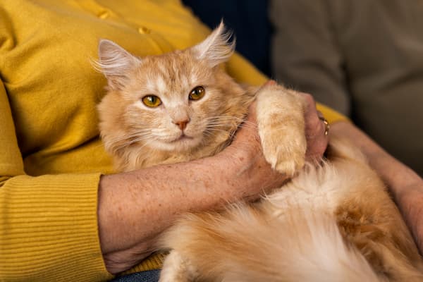 Enfermedades que transmiten los gatos a los humanos