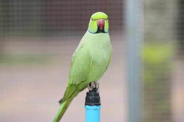 Enfermedades que transmiten los pericos australianos a los humanos