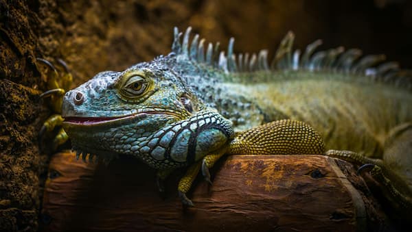 enfermedades que transmiten las iguanas a los humanos