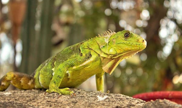 enfermedades que transmiten las iguanas a los humanos