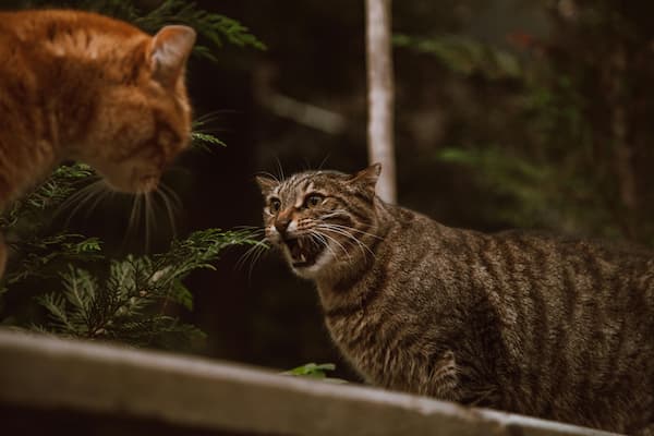 enfermedades de gatos a humanos