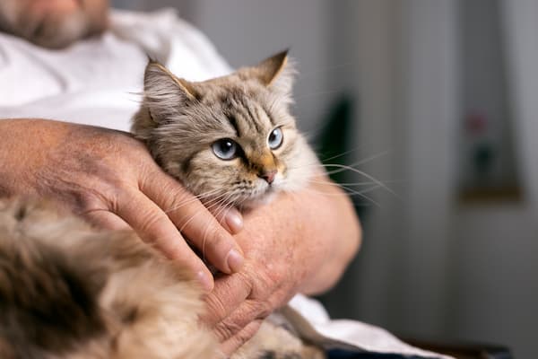 enfermedades que transmiten los gatos a los humanos