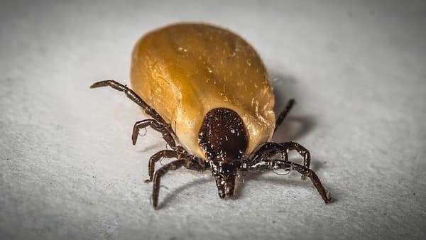 enfermedades transmitidas por garrapatas a humanos