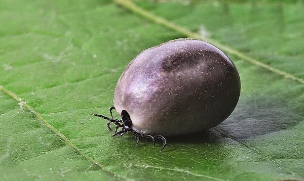 enfermedades transmitidas por garrapatas a humanos