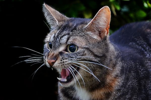 enfermedades de gatos transmisibles a humanos