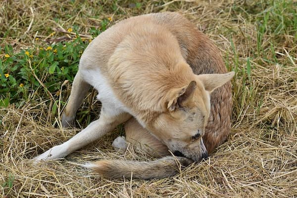 pulgas enfermedades en humanos