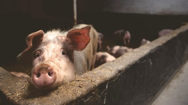 En Ahorraseguros.mx te enseñamos qué enfermedades transmite el cerdo al humano, síntomas, riesgos, medidas preventivas y cómo un seguro de gastos médicos mayores puede ayudarte en caso de contraer alguna enfermedad zoonótica. 