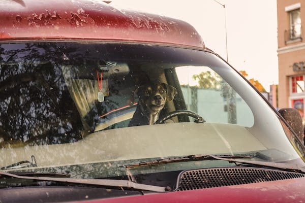 Paga multas de transito CDMX paseando perros