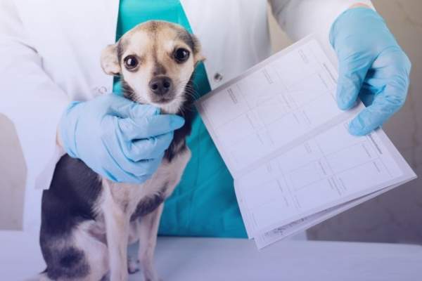 seguros de mascotas