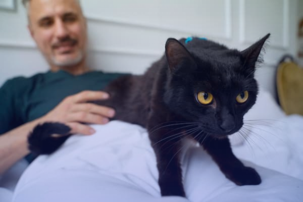 Enfermedades que transmiten los gatos a las mujeres