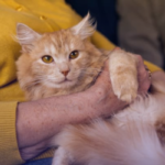 Enfermedades que transmiten los gatos a los humanos