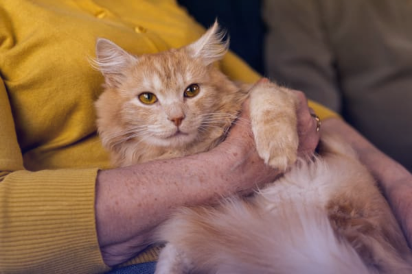 Enfermedades que transmiten los gatos a los humanos