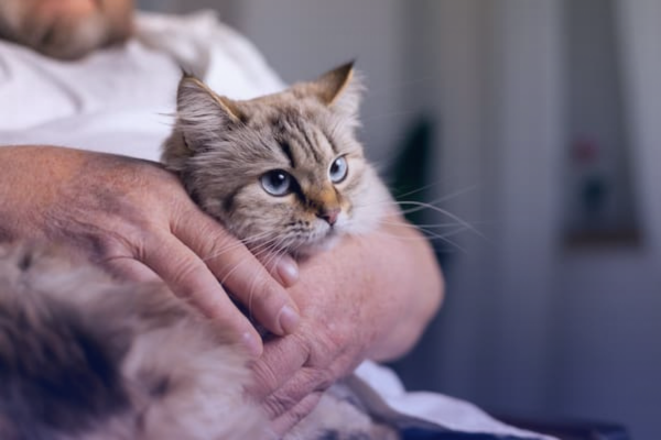 Principales enfermedades que transmiten los gatos a los humanos