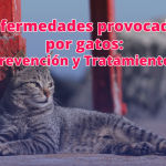 Enfermedades que transmiten los gatos a los humanos
