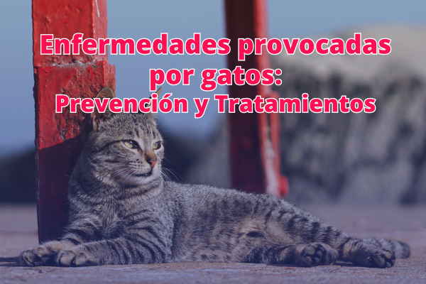 Enfermedades que transmiten los gatos a los humanos