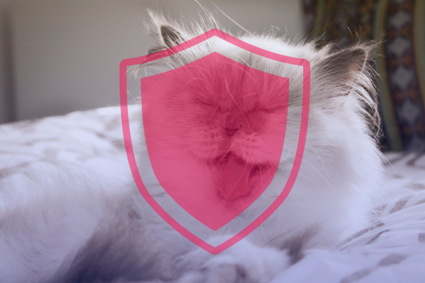 como prevenir Enfermedades que transmiten los gatos a los humanos