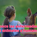 enfermedades de animales a humanos