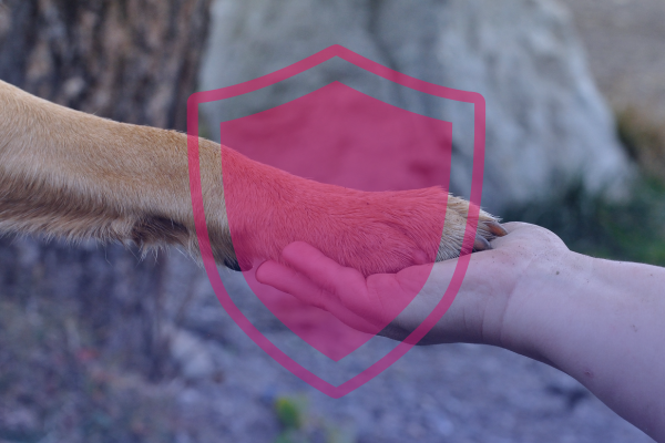 que enfermedades de animales a humanos